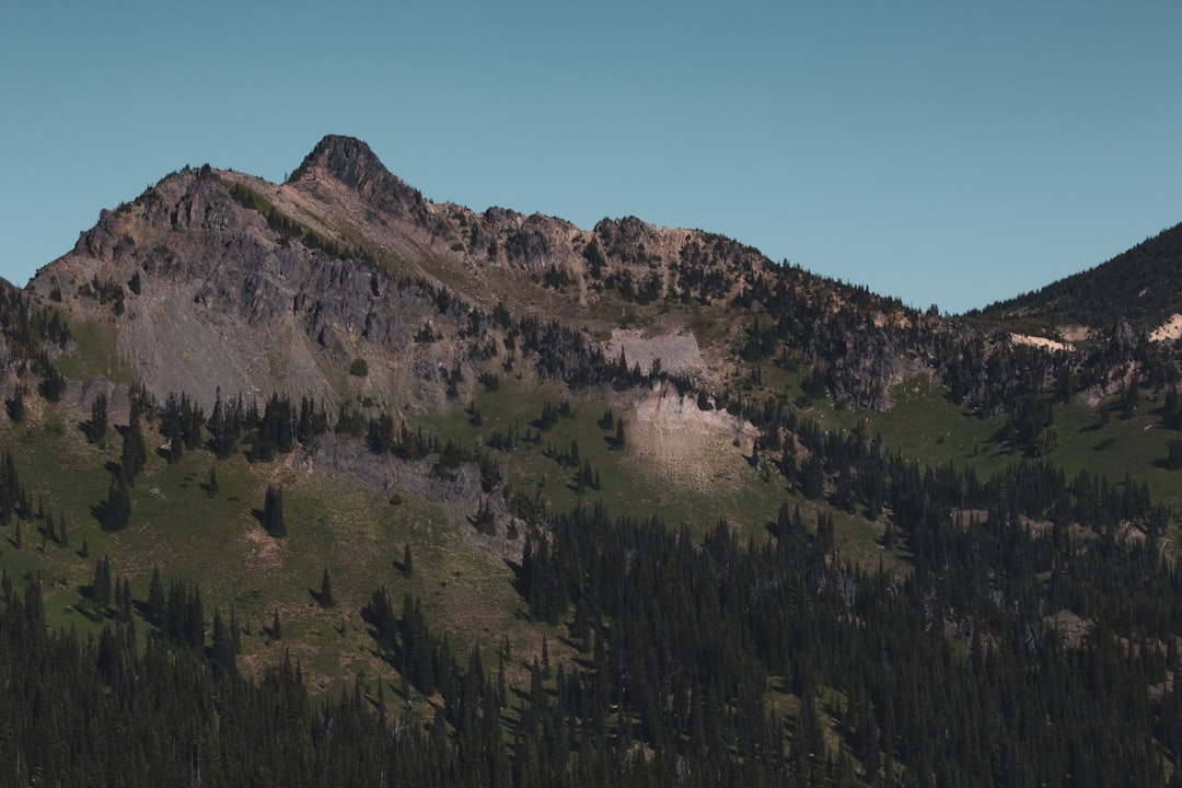 green trees on mountain under blue sky during daytime