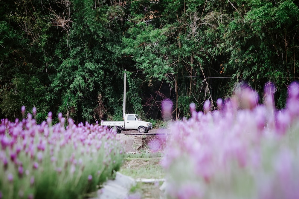 pink flowers near green trees during daytime