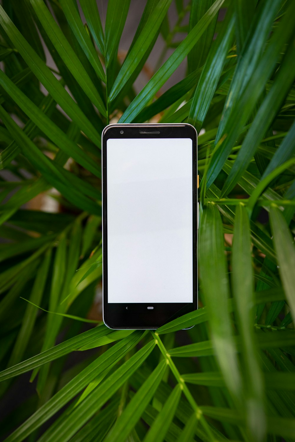 white iphone 5 c on green leaves