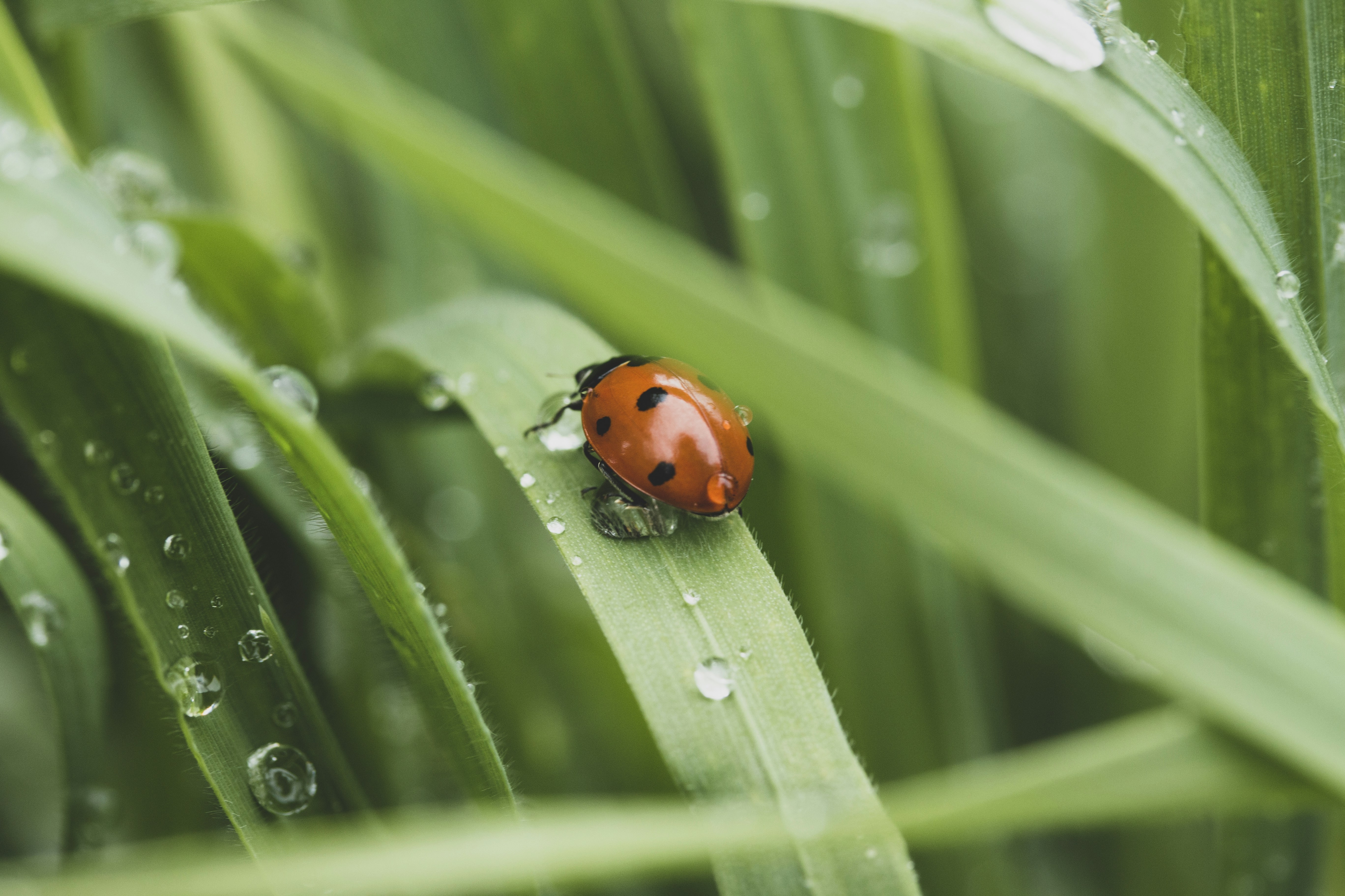 red and black ladybug on green leaf