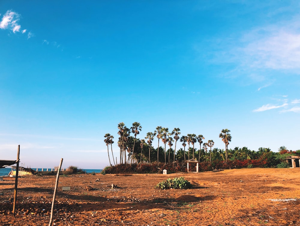 green trees on brown field under blue sky during daytime