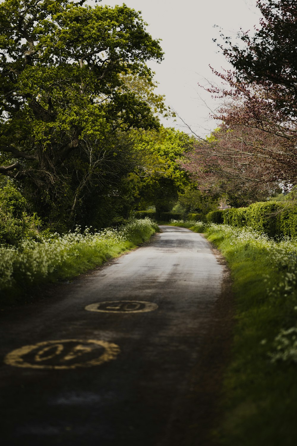 gray asphalt road between green trees during daytime