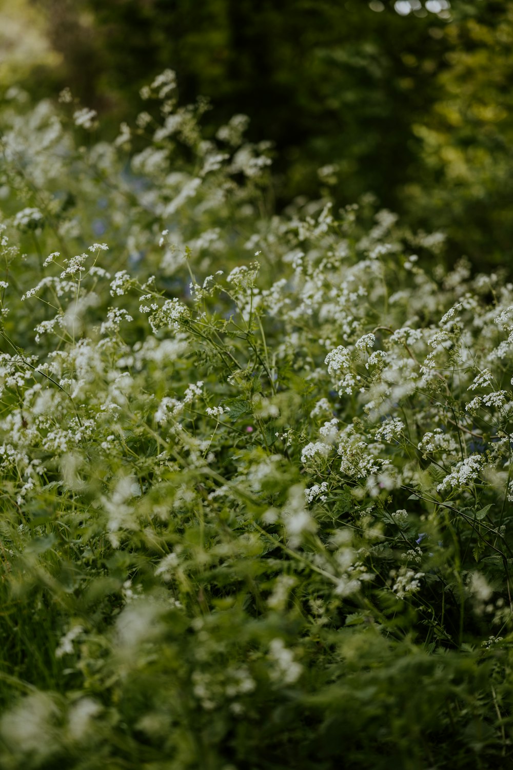 white flower field during daytime