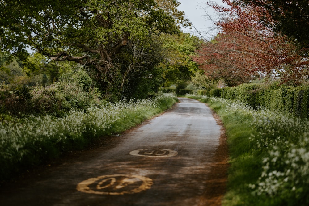 gray concrete road between green grass and trees during daytime