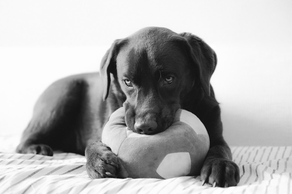 a black and white photo of a dog chewing on a stuffed animal
