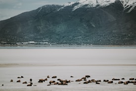 A herd of bison rests on a vast sandy or salt flat beneath a backdrop of imposing, dark green mountains dusted with patches of snow. The scene is expansive and natural, with a calm and serene atmosphere.