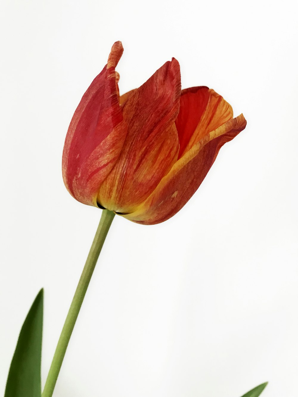 red flower in white background