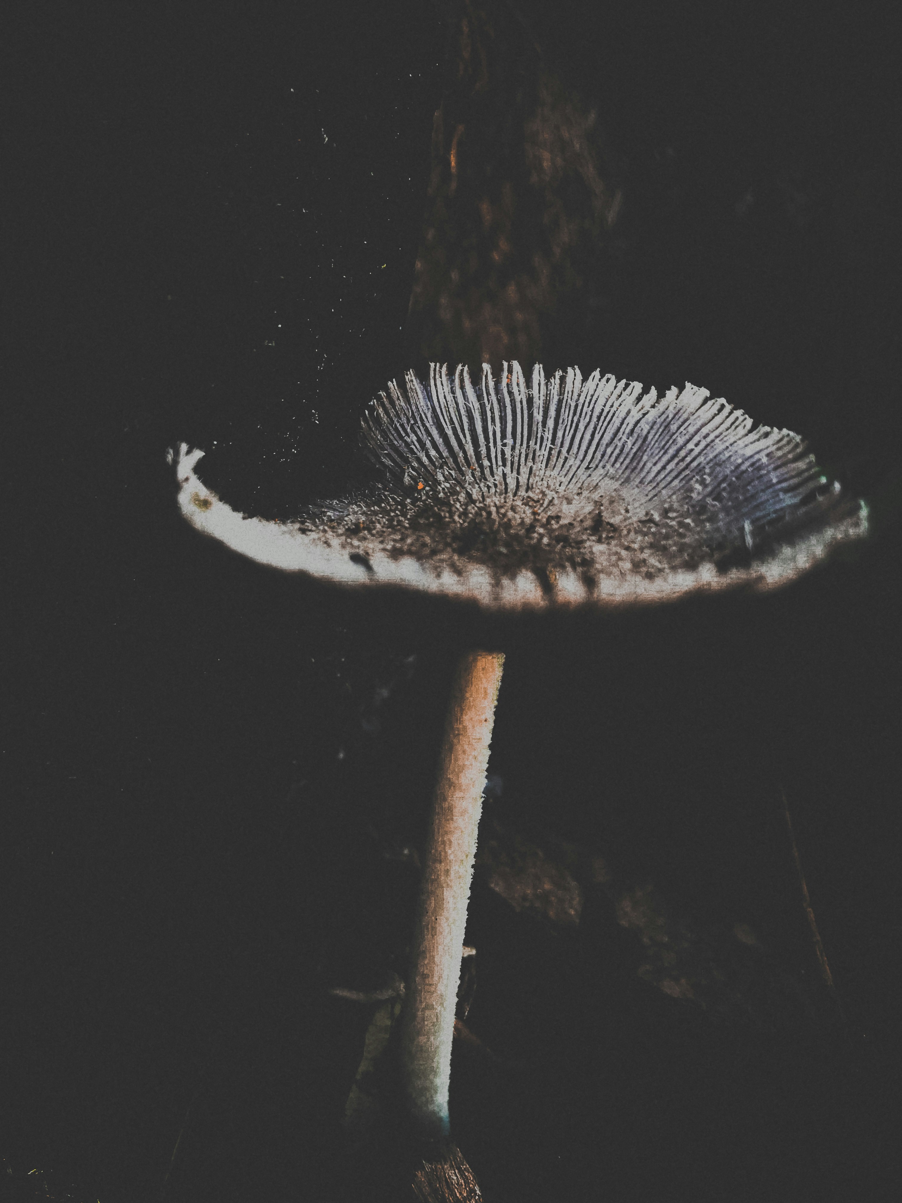 黒の背景に白と茶色のキノコの写真 Unsplashで見つけるグレーの無料写真