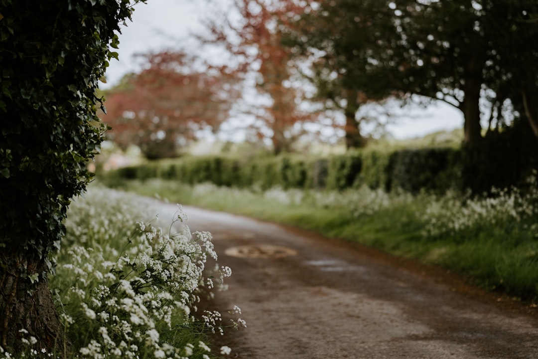 green grass and trees near road during daytime