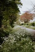 A quiet country road lined with ancient stone walls and wildflowers
