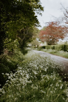 A quiet country road lined with ancient stone walls and wildflowers