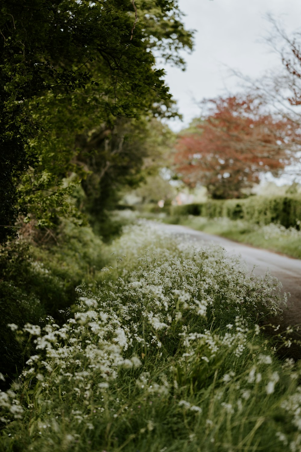 white flowers beside road during daytime