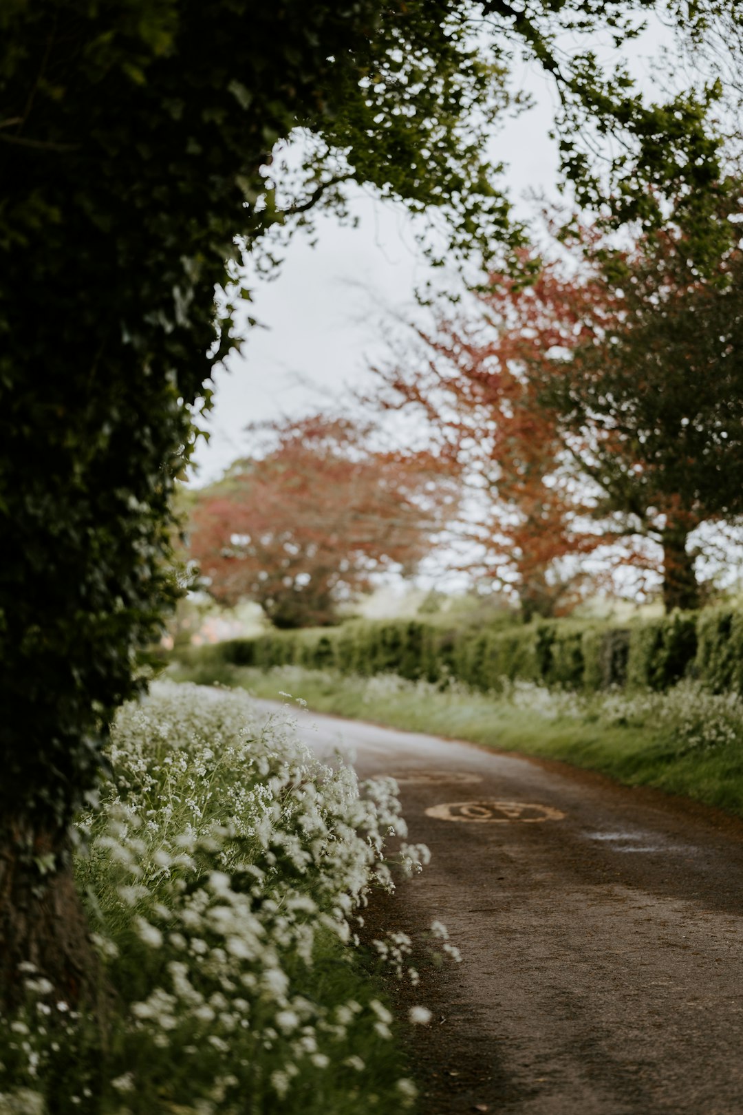 green grass and trees beside road during daytime