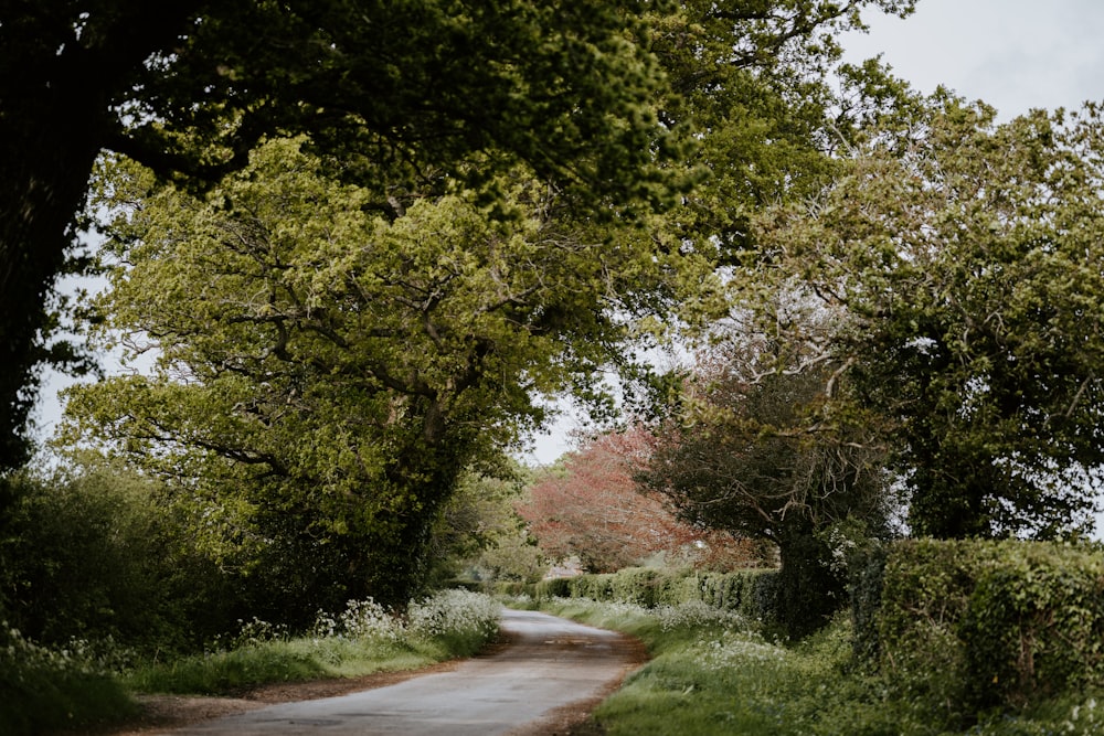 gray concrete road between green trees during daytime