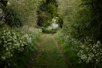 A peaceful walking path winding through the residential area, bordered by grass and wildflowers.