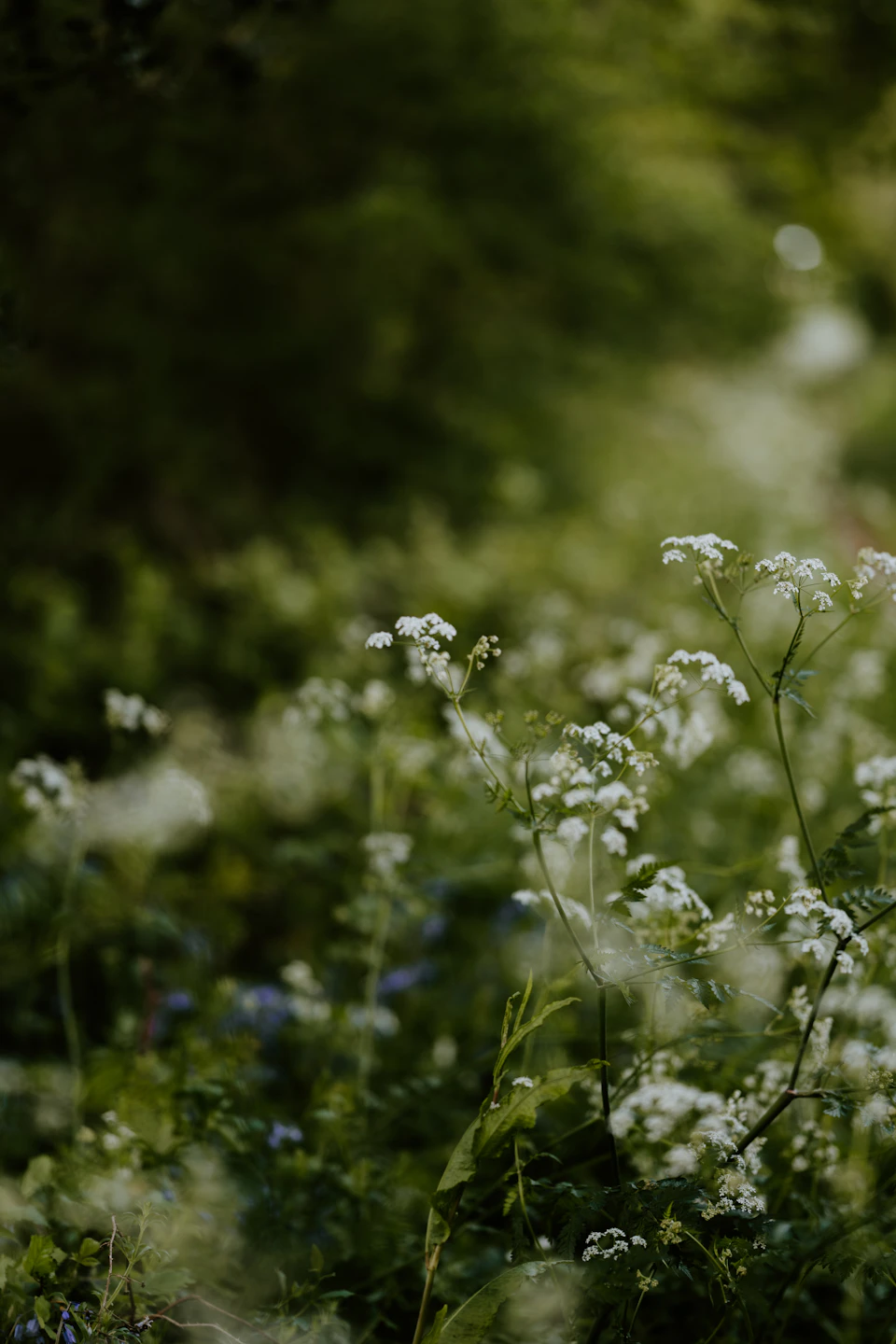 Field filled with white wildflowers scattered throughout, creating a serene natural landscape
