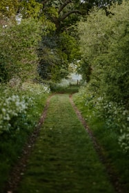 A beautiful walking path through lush greenery.