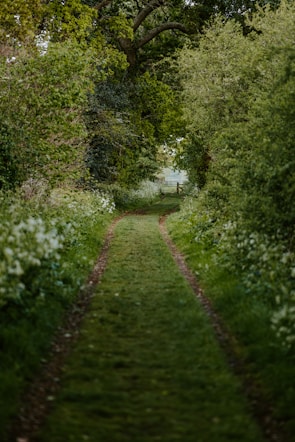 A picturesque trekking path through lush greenery.
