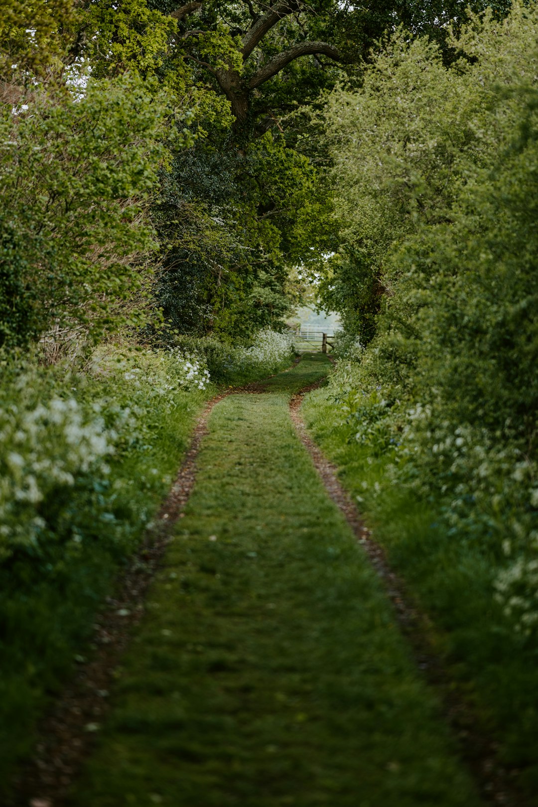 green grass pathway between green trees during daytime