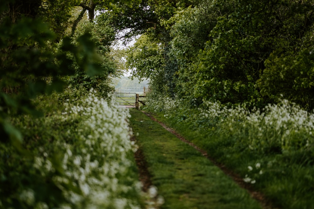 a close up of a lush green forest