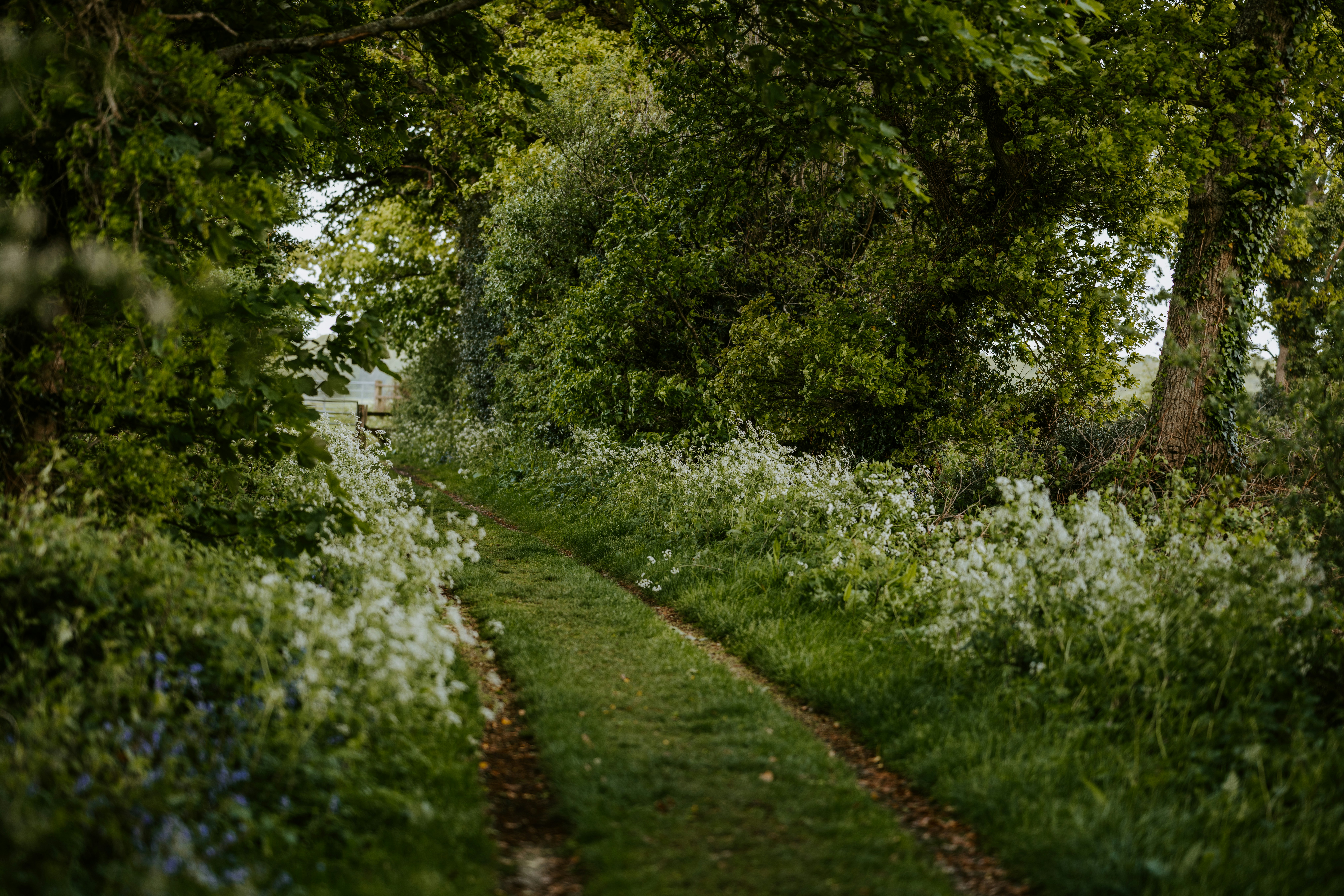green grass field with green trees, Country rural track