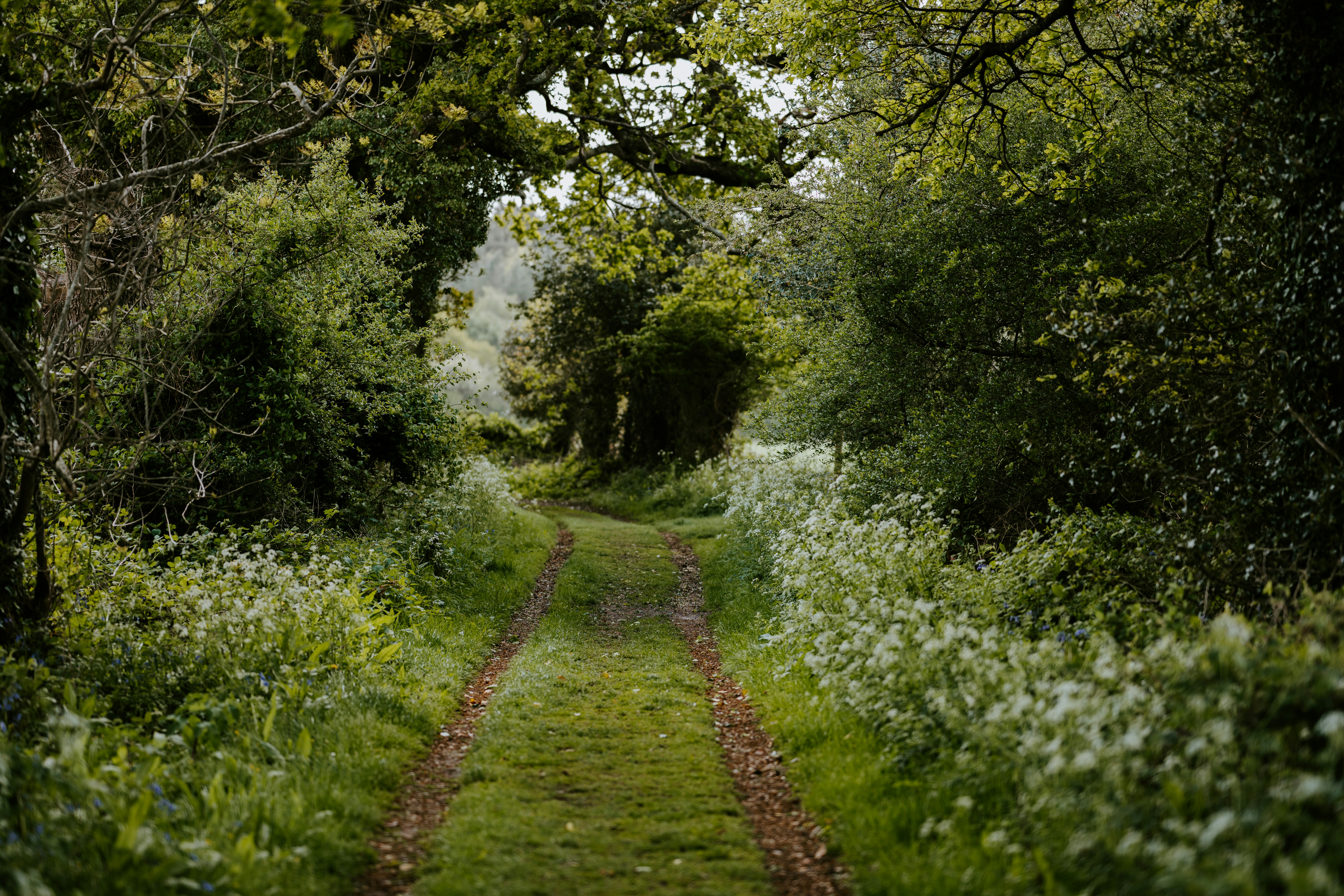 green grass and green trees