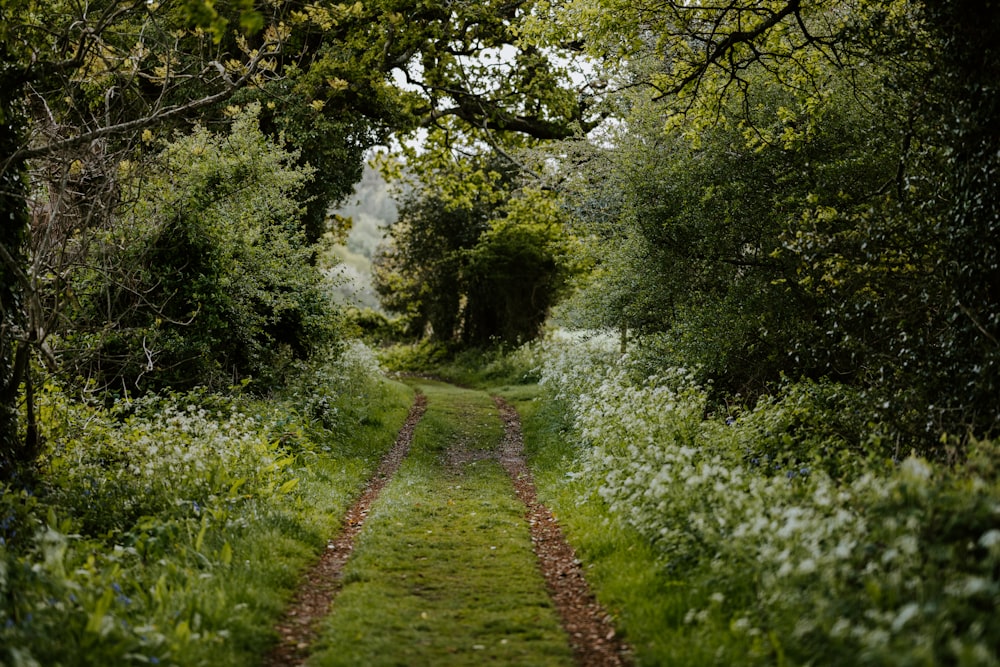 green grass and green trees