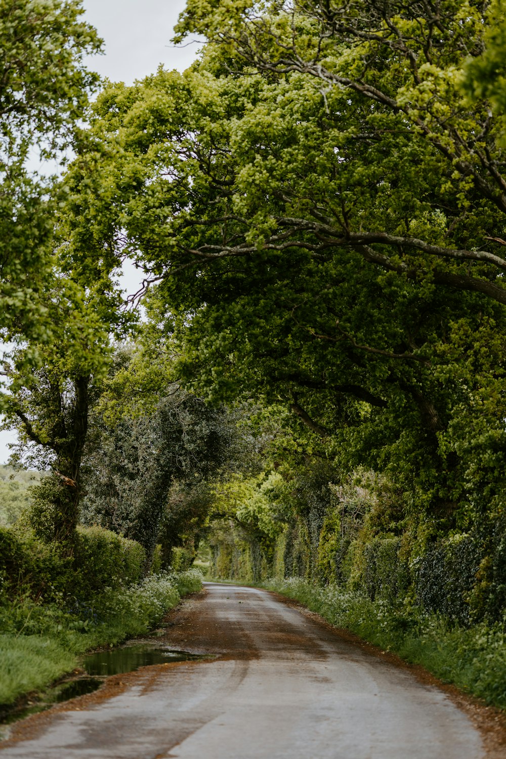 green trees beside road during daytime