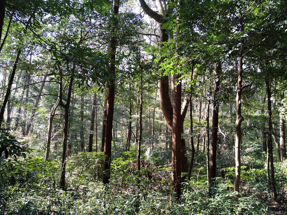 green and brown trees during daytime