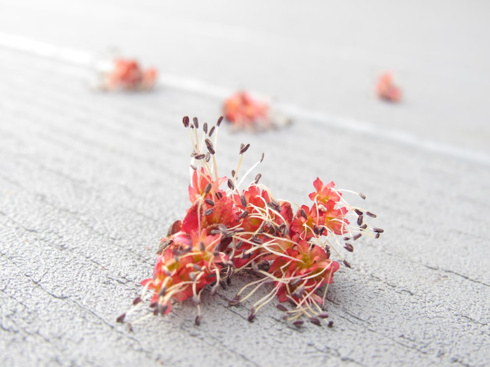 red and yellow flower petals on gray concrete floor