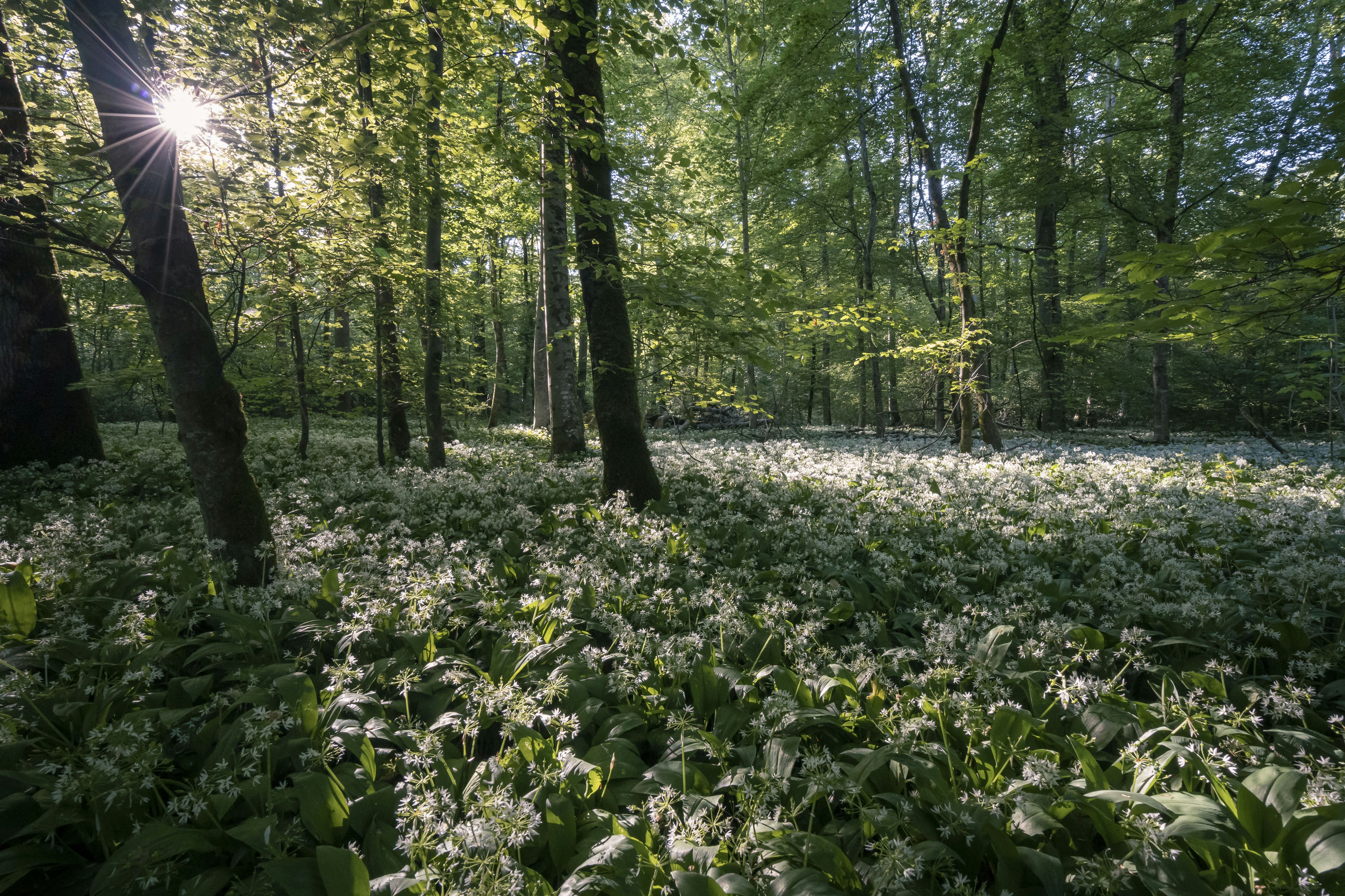 green plants and trees during daytime