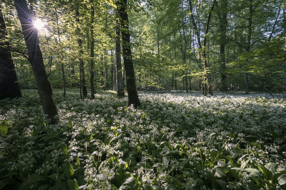 plantas e árvores verdes durante o dia