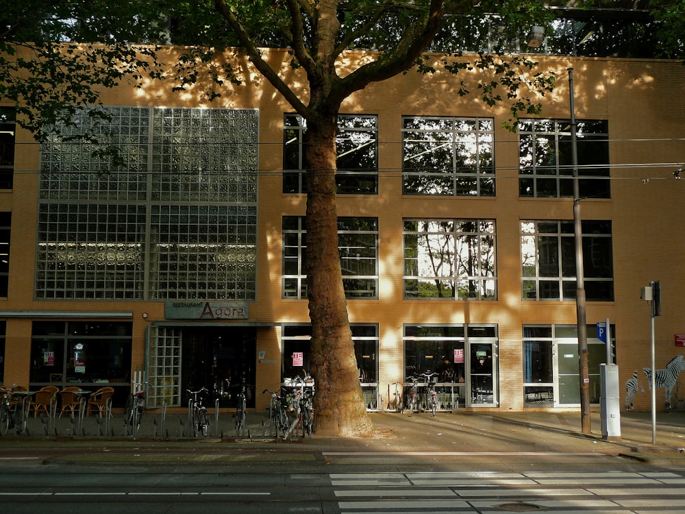 brown tree near white concrete building during daytime