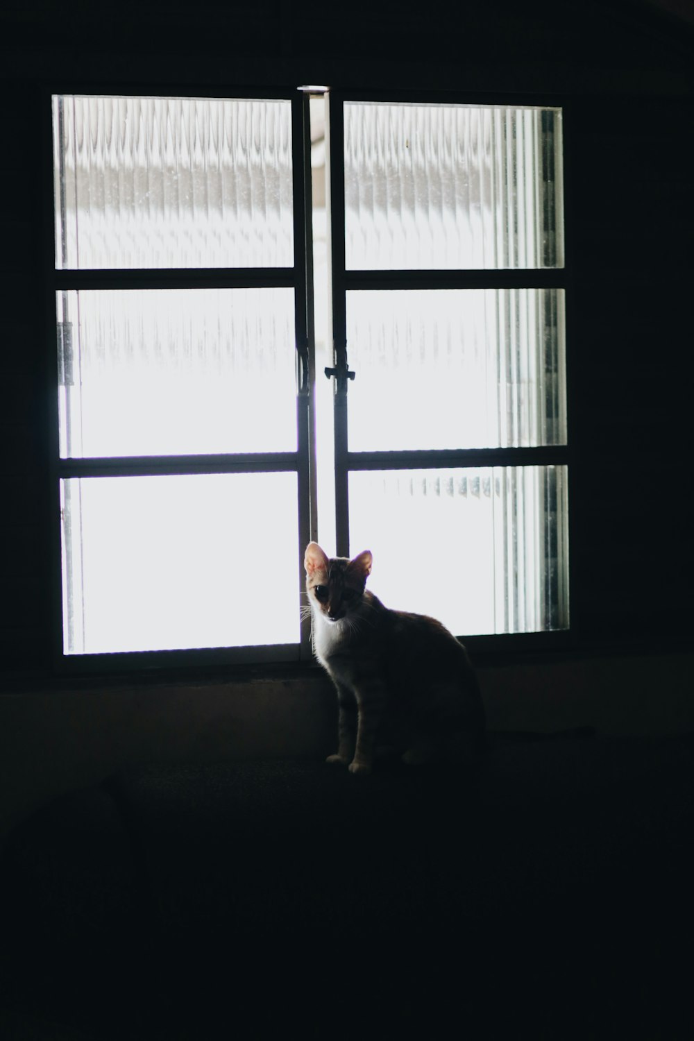 white and brown cat sitting on window