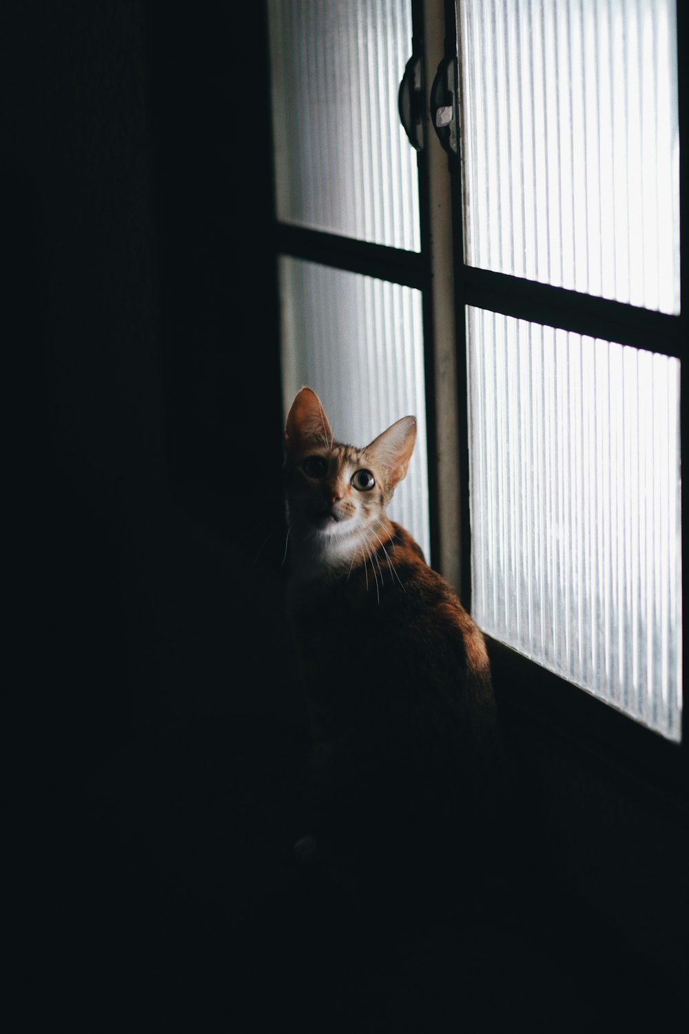 窓の上のオレンジと白の猫