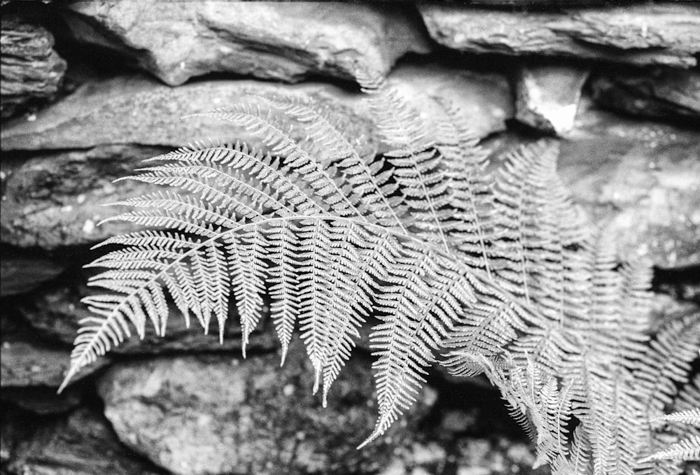 grayscale photo of fern plant