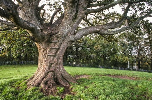 A large, sturdy tree with thick, gnarled branches and a textured trunk dominates the scene. Wooden planks are nailed to the trunk, forming a makeshift ladder. The tree is situated in a grassy area, surrounded by a lush forest in the background. The lighting gives a warm, natural feel, suggesting a quiet, serene environment.