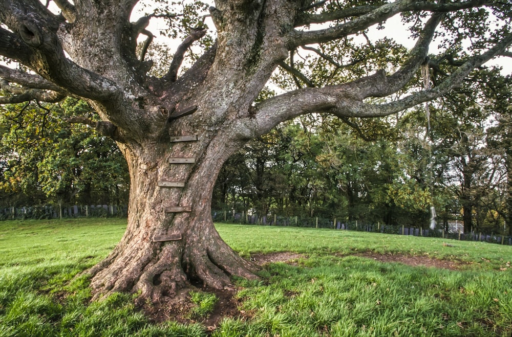 Arbre brun sur un champ d’herbe verte pendant la journée