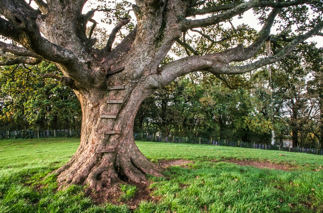 brown tree on green grass field during daytime