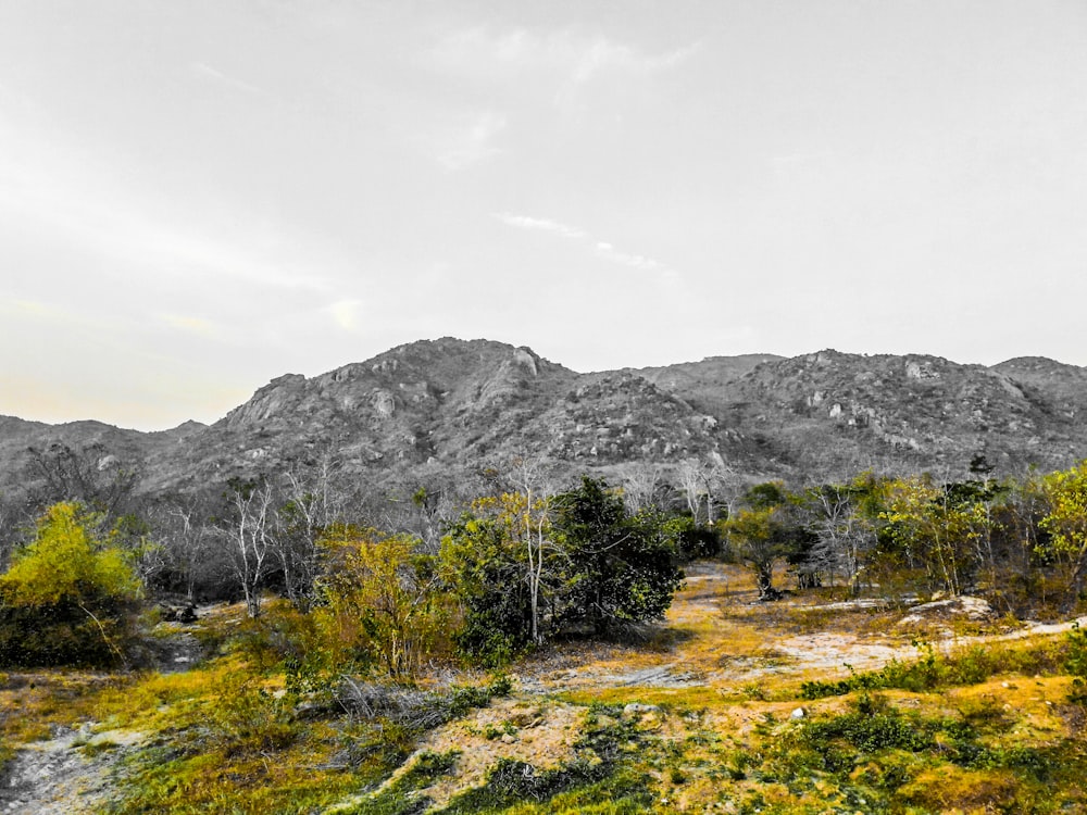 green trees on brown field near mountain under white clouds during daytime