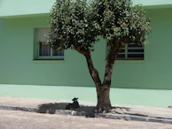 A street dog resting peacefully under the shade of a newly planted tree.