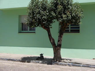 A street dog resting peacefully under the shade of a newly planted tree.