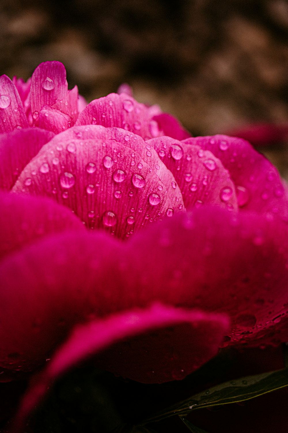 water droplets on red flower
