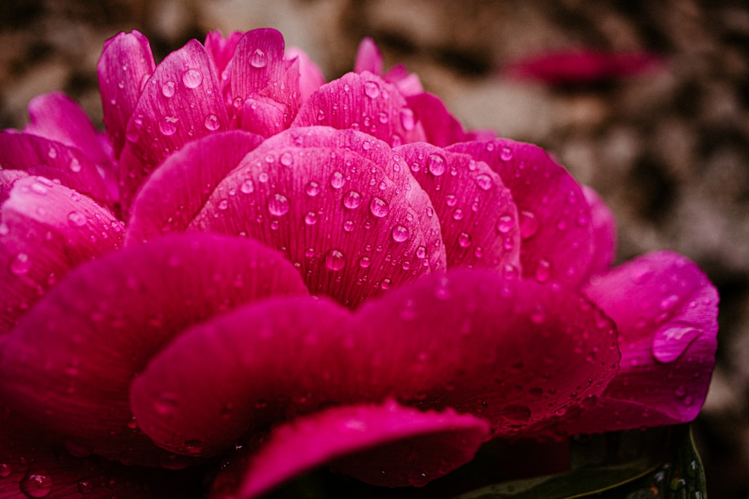 pink flower with water droplets