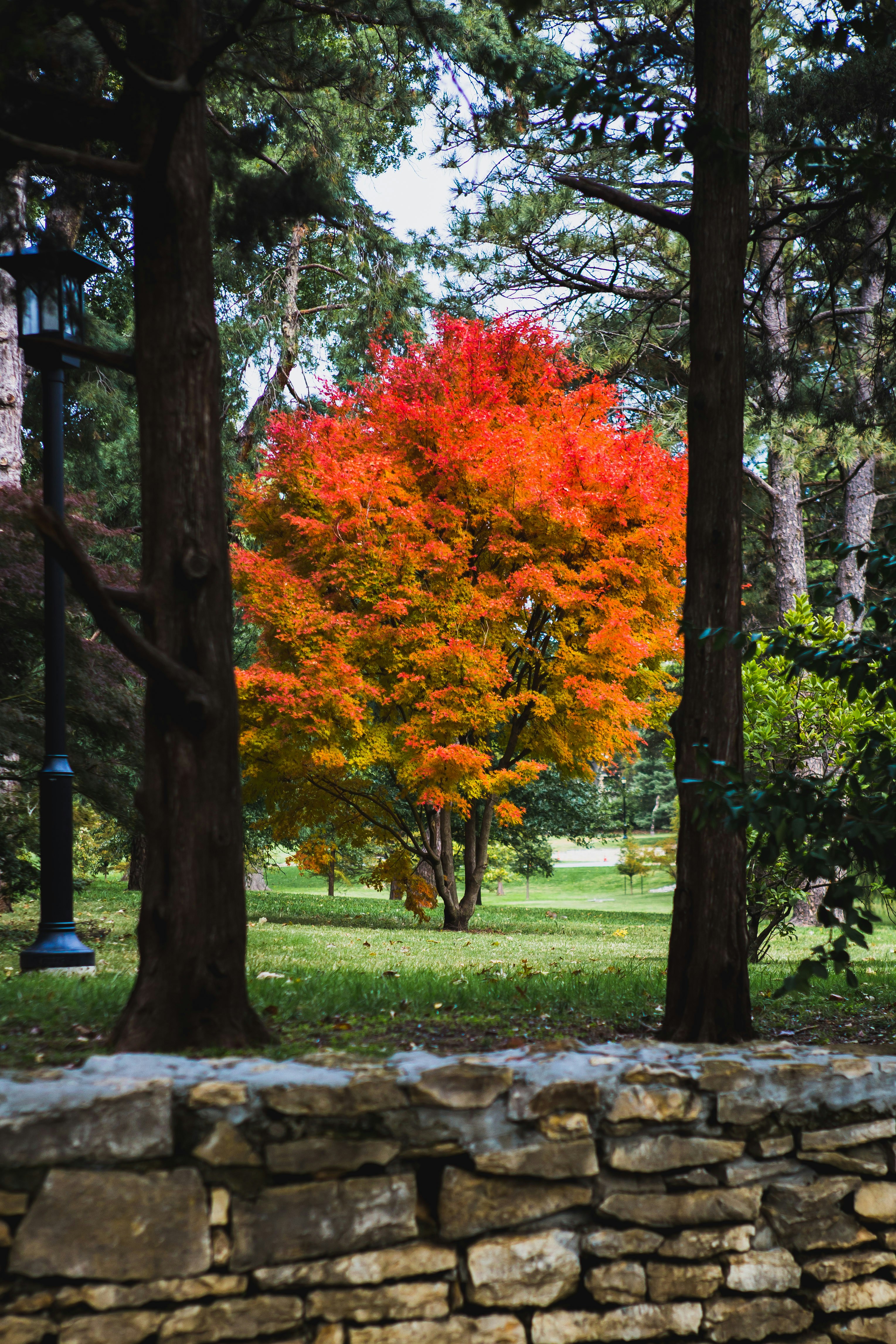 brown and green trees on green grass field during daytime
