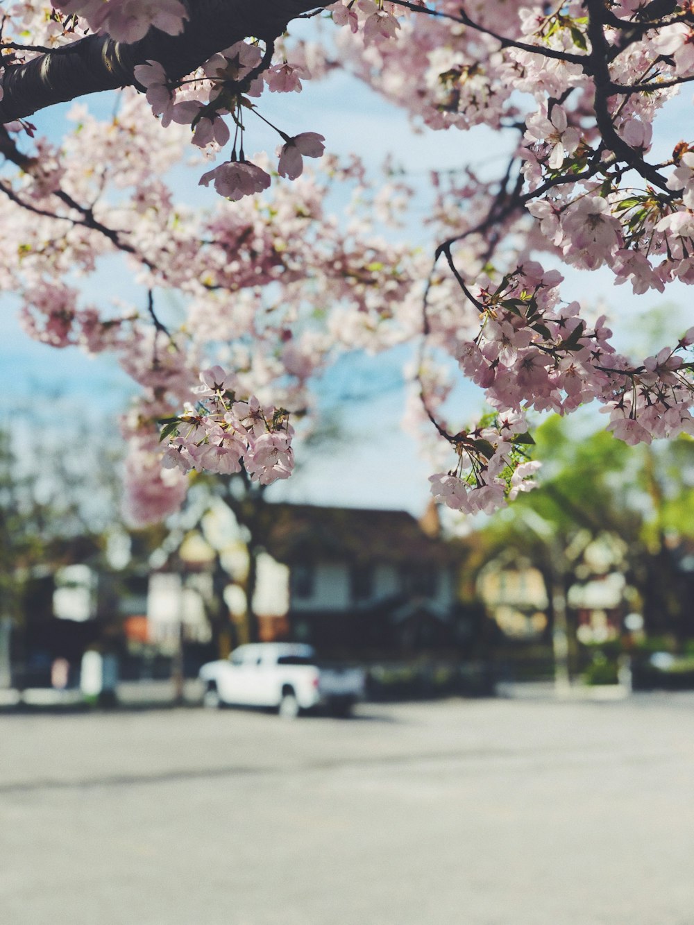 white cherry blossom in bloom during daytime