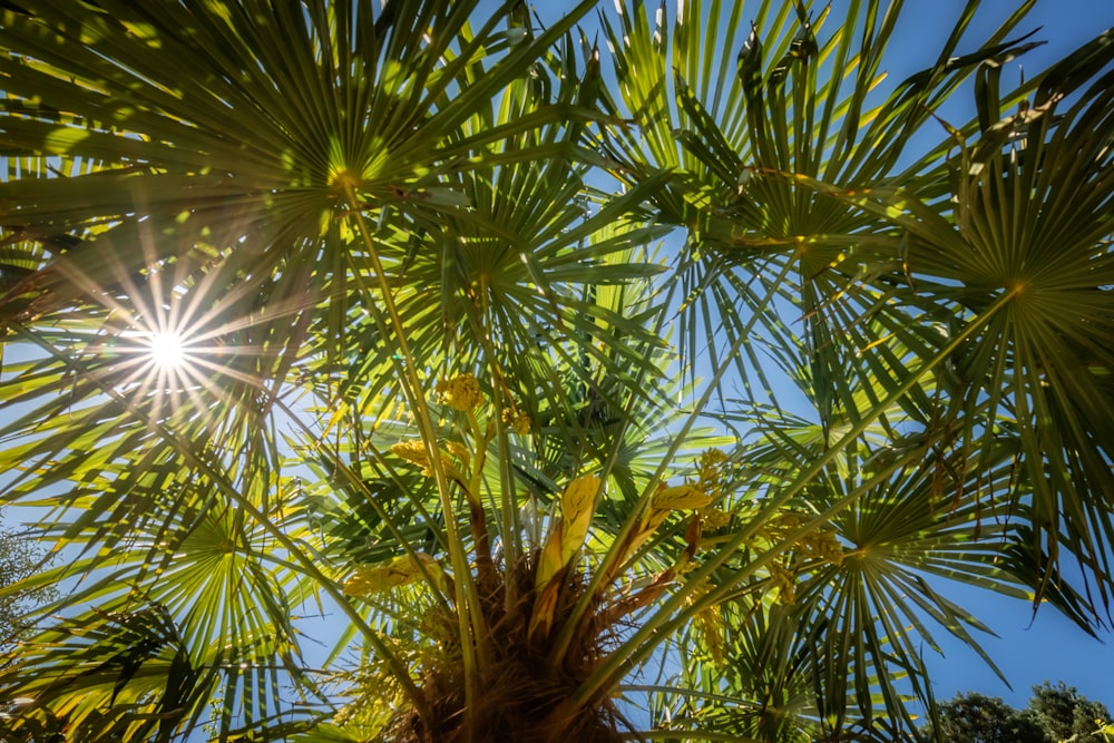 green palm tree during daytime