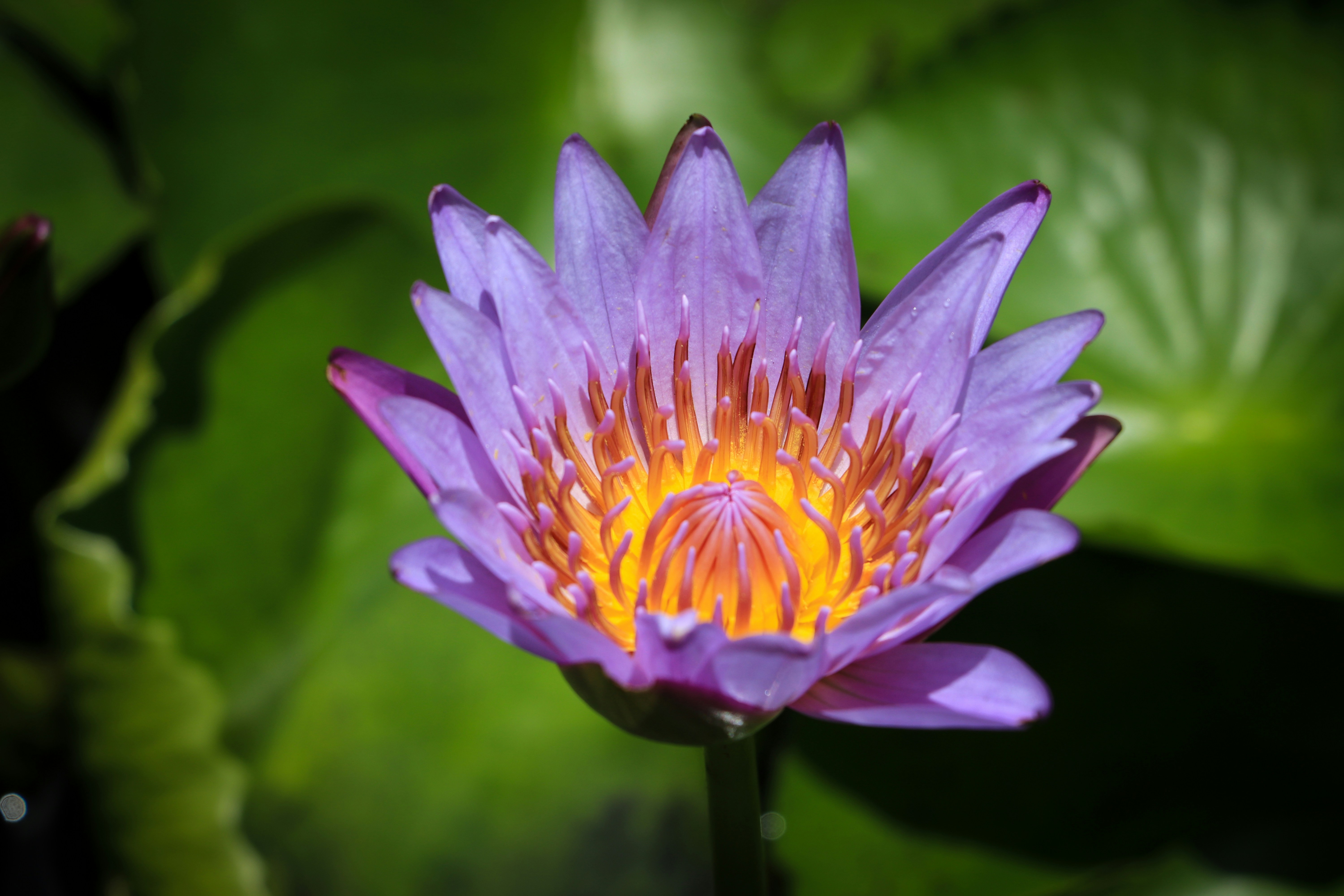 Blue Lotus Pictures Download Free Images On Unsplash