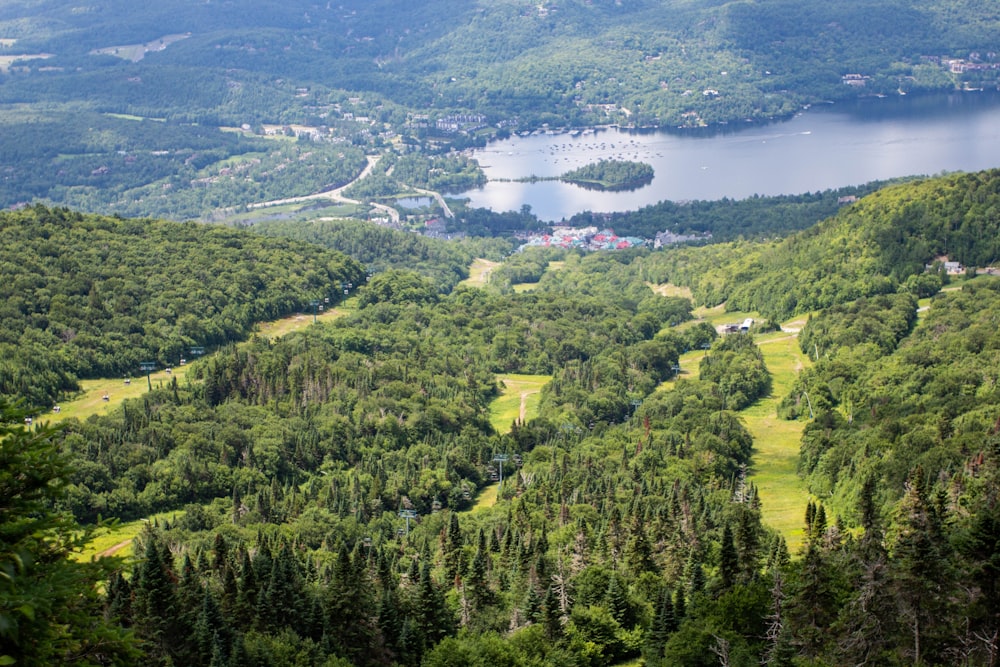 green trees and green grass field near body of water during daytime