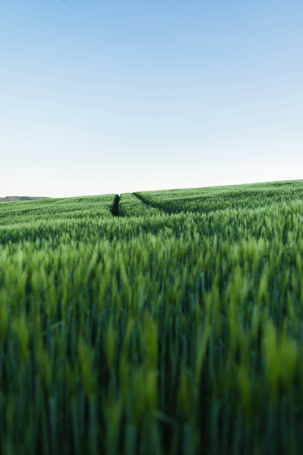 green grass field under white sky during daytime